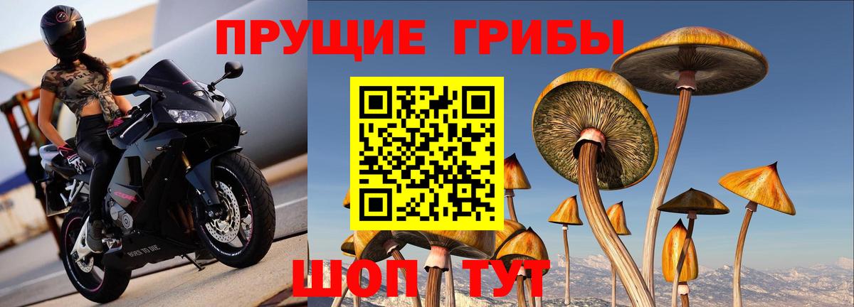 Галлюциногенные грибы Cubensis Балашиха